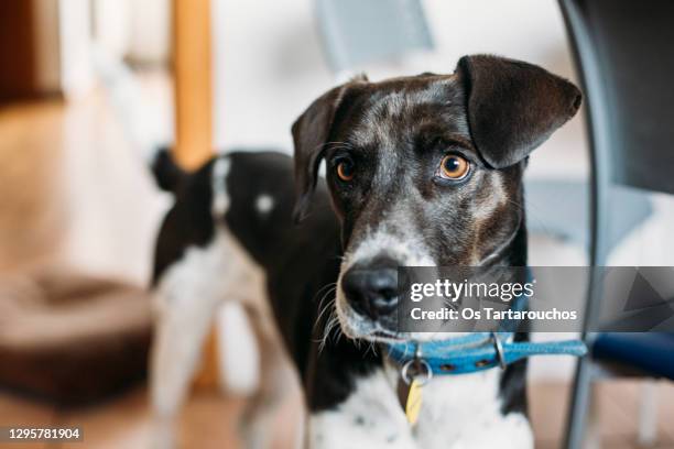 black and white dog portrait wearing a blue collar - mixed breed dog stock pictures, royalty-free photos & images