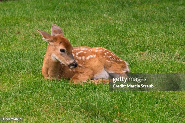 fawn deer curled up in the grass - fawn stock pictures, royalty-free photos & images