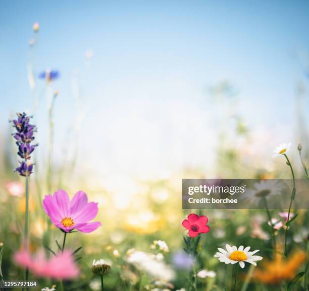 colorful meadow - cosmos flower fotografías e imágenes de stock
