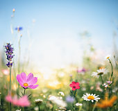 Colorful Meadow