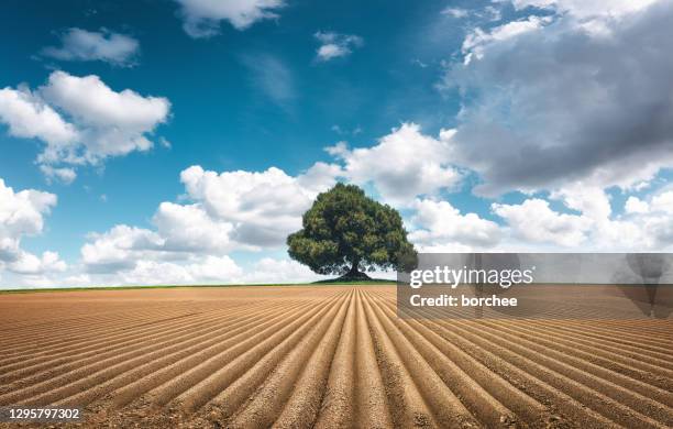 Field Trees Rows 722 Planting Rows Of Trees Stock Photos, High-Res Pictures, and Images ...