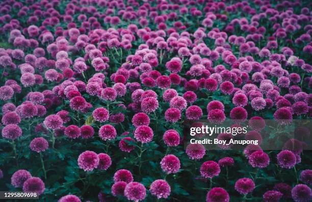 beautiful view of chrysanthemum pompon flowers with green leaves background in the garden. - big flower background stock-fotos und bilder