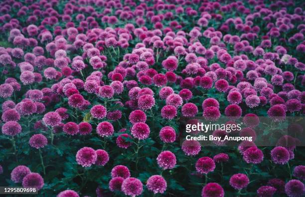 beautiful view of chrysanthemum pompon flowers with green leaves background in the garden. - large garden foto e immagini stock