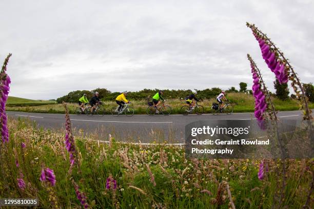 cycling amongst nature - digitalis alba stock pictures, royalty-free photos & images