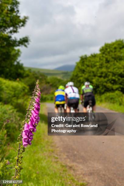 cycling in scotland - digitalis alba stock pictures, royalty-free photos & images