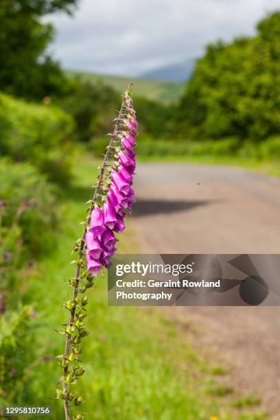 country road - digitalis alba stock pictures, royalty-free photos & images