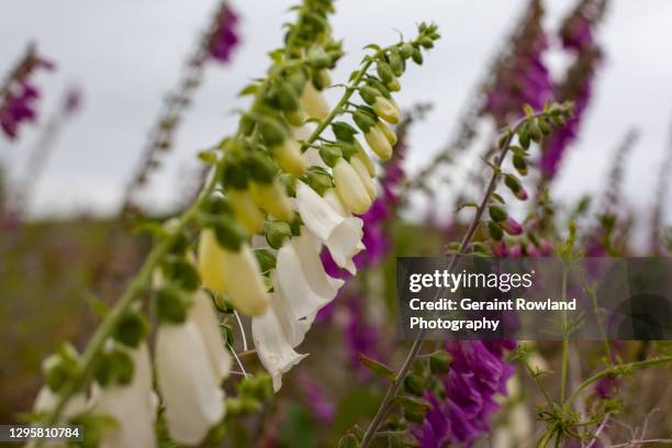 colourful foxgloves - digitalis alba stock pictures, royalty-free photos & images