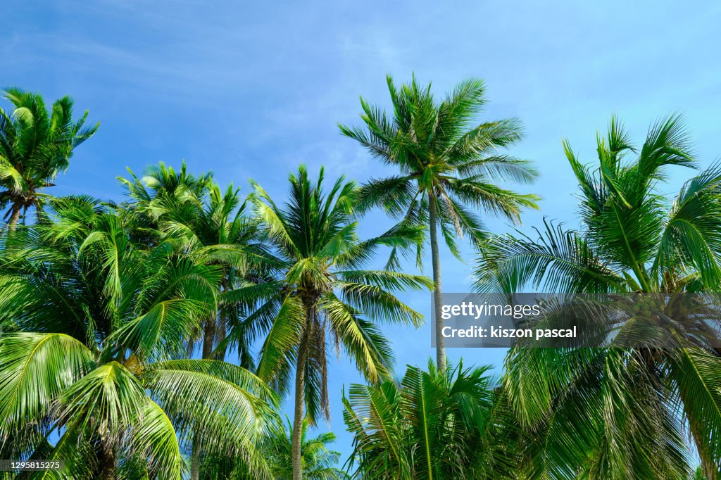 Coconut palm trees against blue sky .