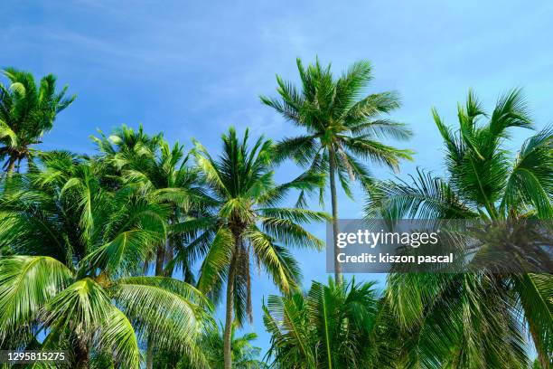 coconut palm trees against blue sky . - palm foto e immagini stock