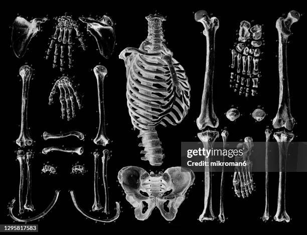 old engraved illustration of the human skeleton, human bones - menselijke bot stockfoto's en -beelden