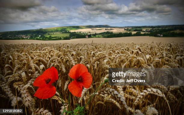 Poppies in the foreground of a ripening wheat field near Wilmington, East Sussex, the South Downs, England, 3rd August 2019.