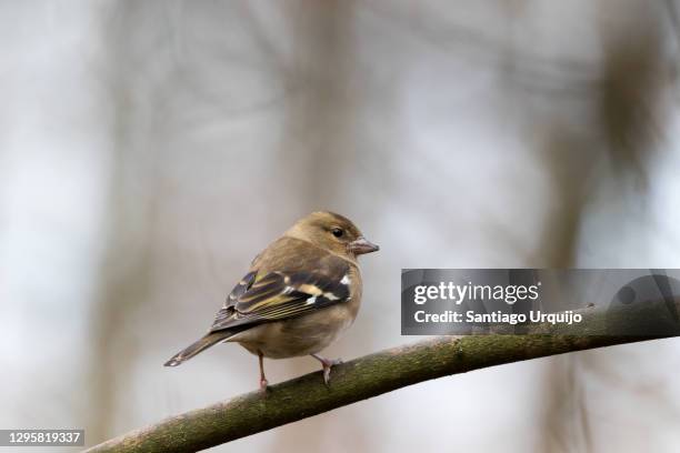 female common chaffinch perched on a branch - vink stockfoto's en -beelden