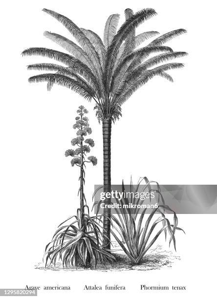 old engraved illustration of agave, bahia piassaba palm and new zealand flax - palmiers stockfoto's en -beelden