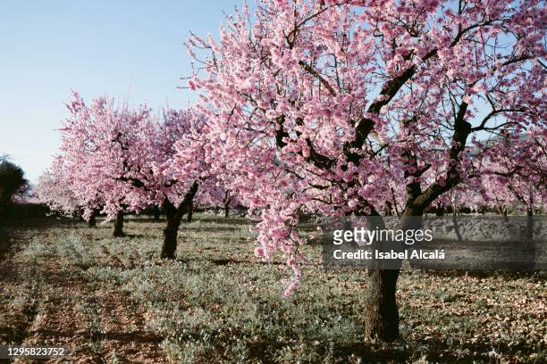 blossoming pink almond orchard - almond blossom stockfoto's en -beelden