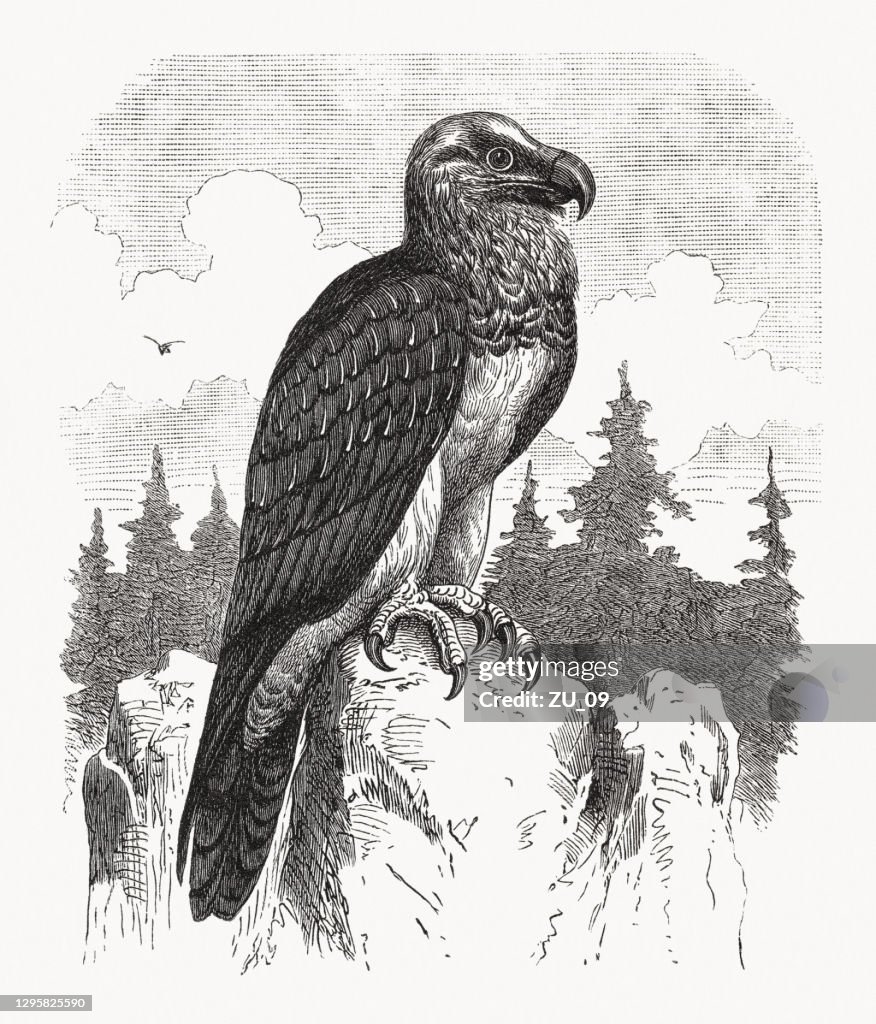 Bearded vulture (Gypaetus barbatus), wood engraving, published in 1893