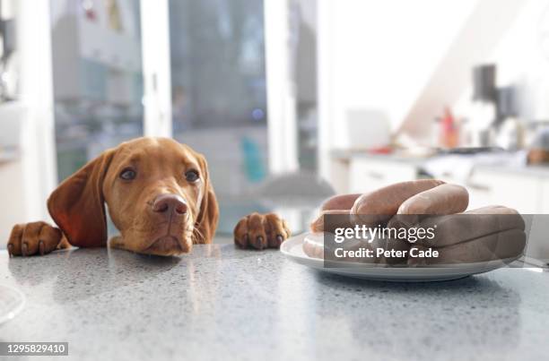 puppy looking at sausages in kitchen - patience please stock pictures, royalty-free photos & images