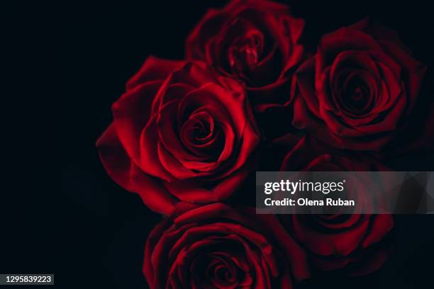 big red rose on black background with place for text - single rose foto e immagini stock