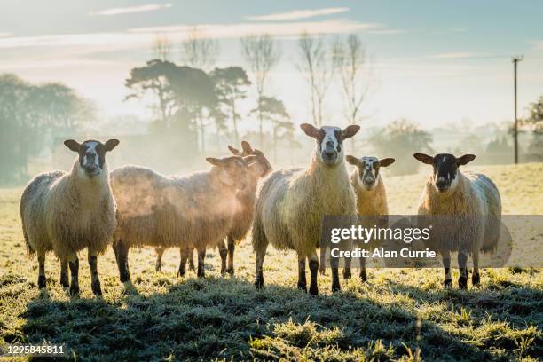 grupo de ovejas de pie en un campo en el frío día soleado de invierno en primer plano - herd fotografías e imágenes de stock