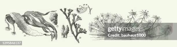 engraved antique, algae, jussieu's classification of plants, representatives of the algae, fungi, bryophyta, polypodiophyta and other nonflowering plants engraving antique illustration, published 1851 - truffle stock illustrations