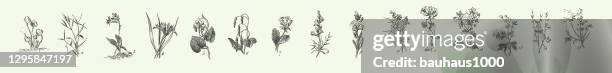 engraved antique, bryophyta, polypodiophyta, representatives of the algae, fungi, bryophyta, polypodiophyta and other nonflowering plants engraving antique illustration, published 1851 - truffle stock illustrations