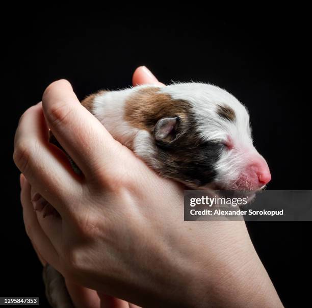 the tiny newborn corgi puppy fits in a woman's palms. welsh corgi cardigan. - welsh-cardigan-corgi stockfoto's en -beelden