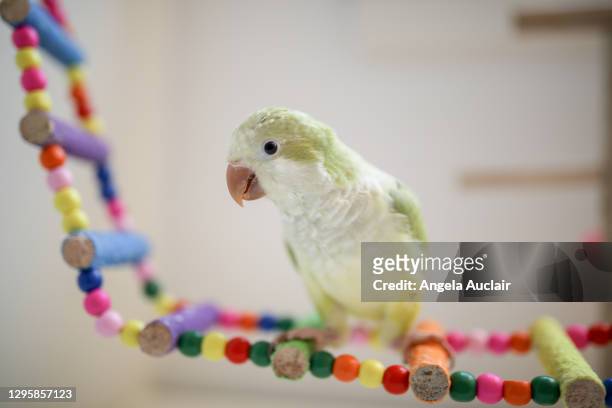 a baby quaker parrot plays happily - parakeet imagens e fotografias de stock