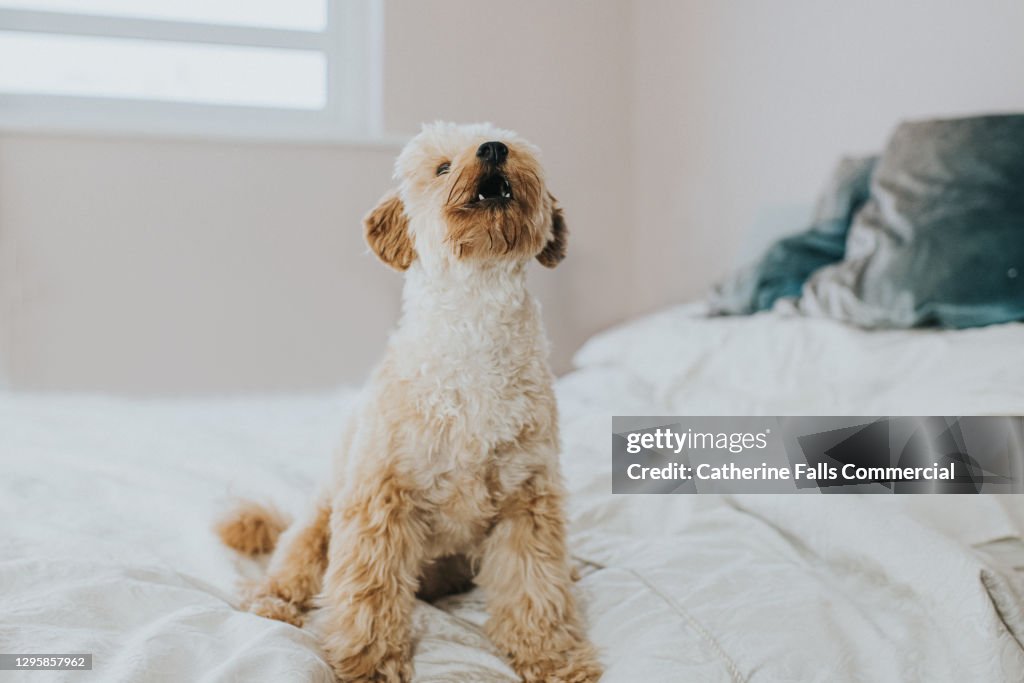 Cute Little Poodle Barks on a Bed