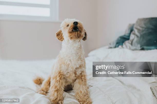cute little poodle barks on a bed - bow wow stock pictures, royalty-free photos & images