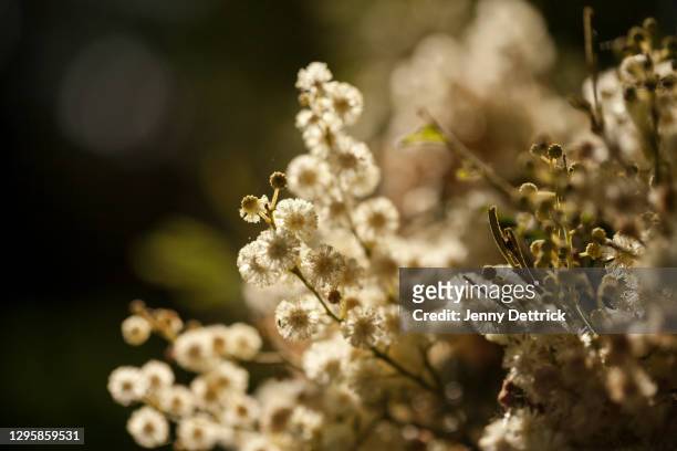 white wattle flowers - acacia tree stock pictures, royalty-free photos & images
