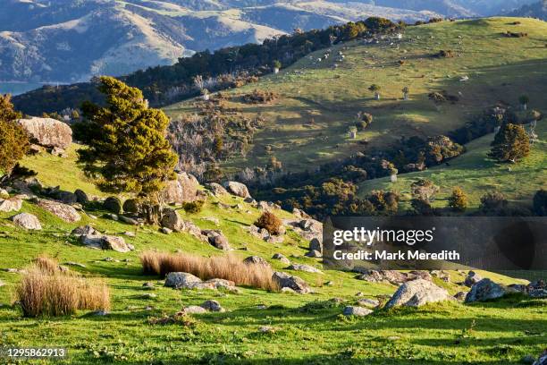 stony batter historic reserve on waiheke island - auckland stock-fotos und bilder