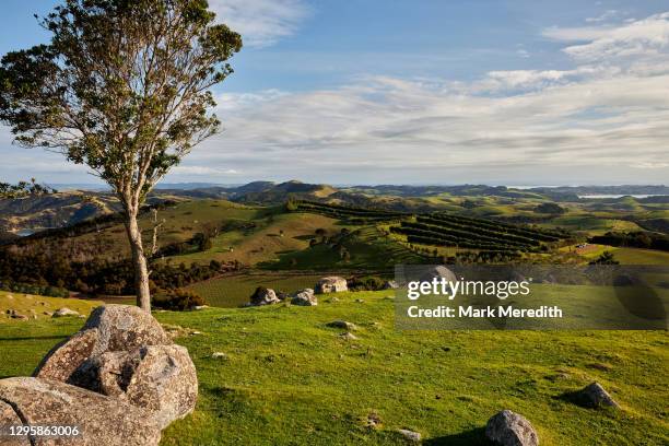 stony batter historic reserve on waiheke island - waiheke island stock pictures, royalty-free photos & images