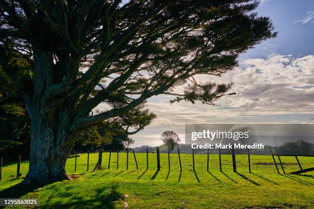 stony batter on waiheke island - waiheke island stock pictures, royalty-free photos & images