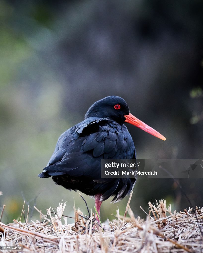 Variable oystercatcher