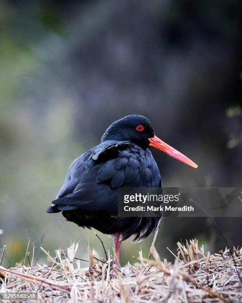 variable oystercatcher - waiheke island stock pictures, royalty-free photos & images