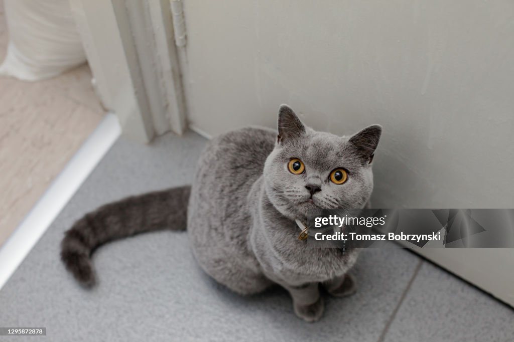 British blue shorthair pet cat looking up