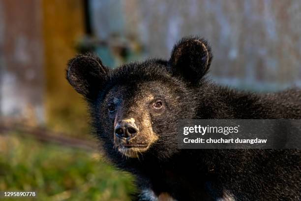 asiatic black bear, asian black bear (ursus thibetanus, himalayan black bear) at khao yai national park, thailand - oso negro asiático fotografías e imágenes de stock