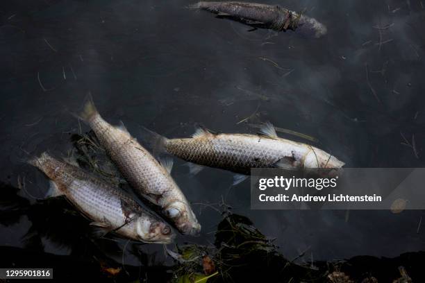 Dead fish have washed ashore in the thousands due to a red tide on January 4, 2021 in Captiva Island, Florida. Red tide is a toxic algae bloom, and...