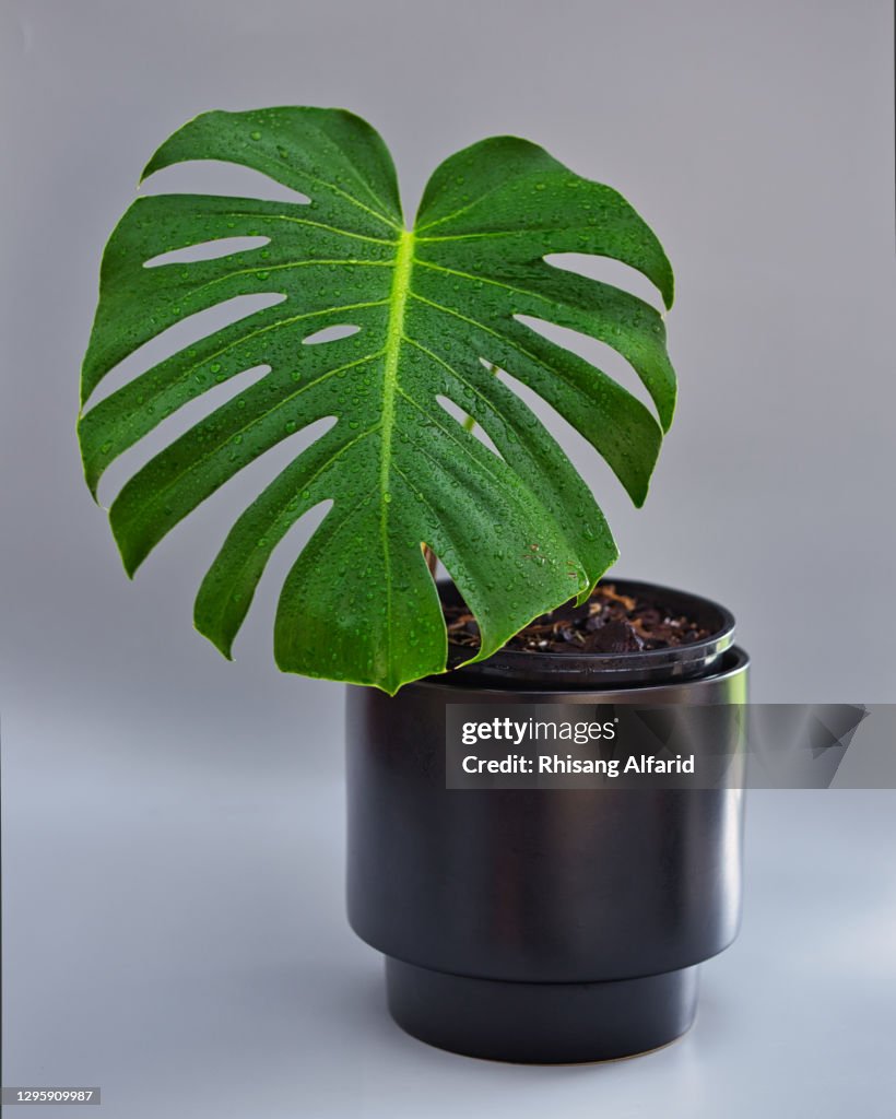 Monstera deliciosa swiss cheese plant on black pot