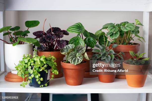 indoor house plant - kamerplant stockfoto's en -beelden