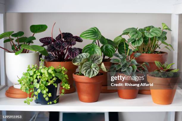 indoor house plant - houseplant - fotografias e filmes do acervo