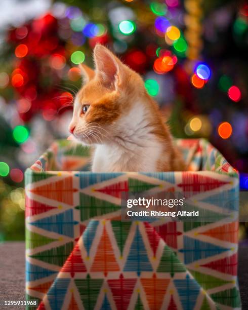 portrait of kitten in a christmas box - cat in box stock pictures, royalty-free photos & images