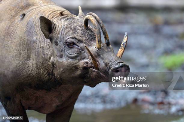 babirusa - sulawesi 個照片及圖片檔