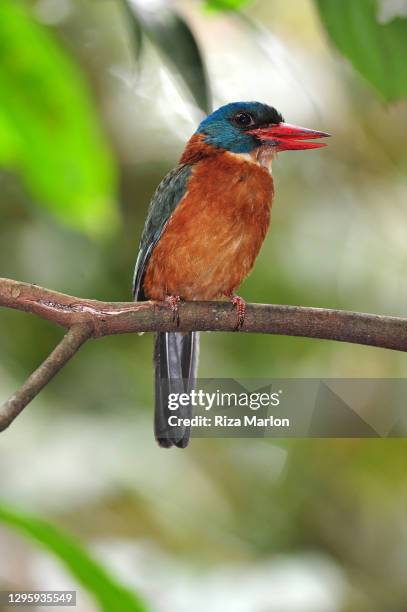 blue headed kingfisher (actenoides monachus) - bird of paradise bird stock pictures, royalty-free photos & images