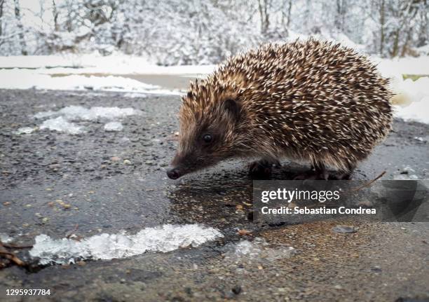 hedgehog out of hibernation, lost in civilization, poor daylight. - hibernation stock pictures, royalty-free photos & images