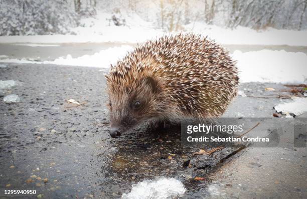 a hedgehog wandering in the street on day. - knaagdier stockfoto's en -beelden