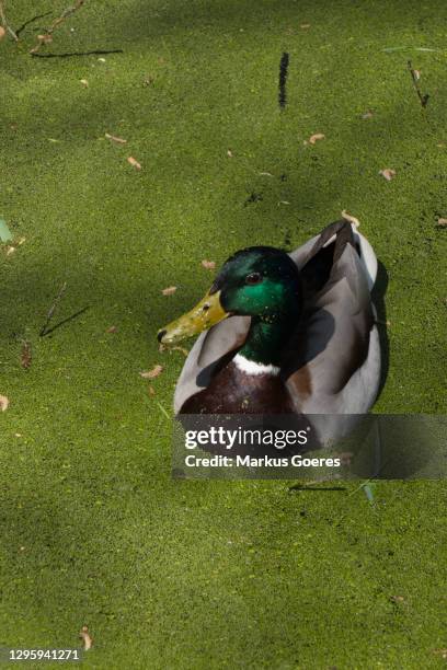 mallard duck in green algae pond - berlin floating pool stock pictures, royalty-free photos & images