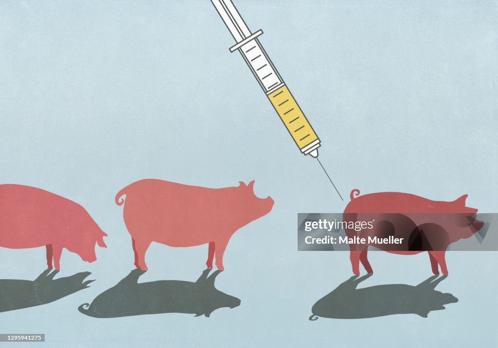 Pigs being vaccinated with syringe