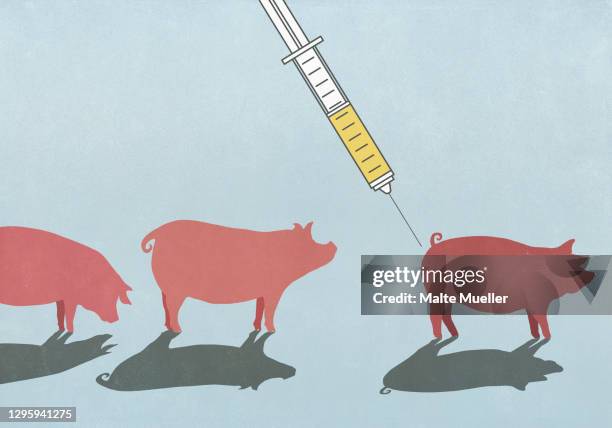 pigs being vaccinated with syringe - herbivorous stock illustrations