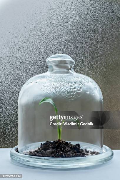 seedling growing under cloche with condensation - humidity stock pictures, royalty-free photos & images