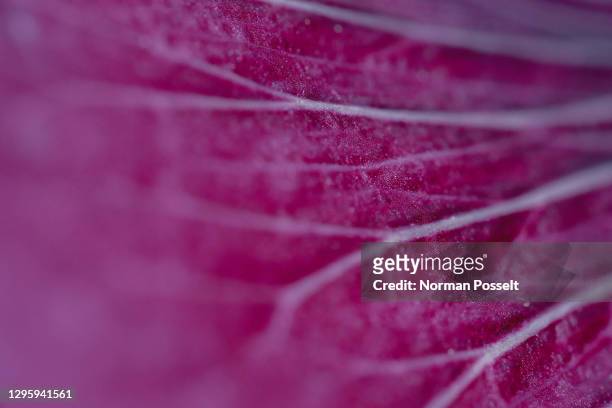 macro shot veined red cabbage leaf - macro food stock pictures, royalty-free photos & images